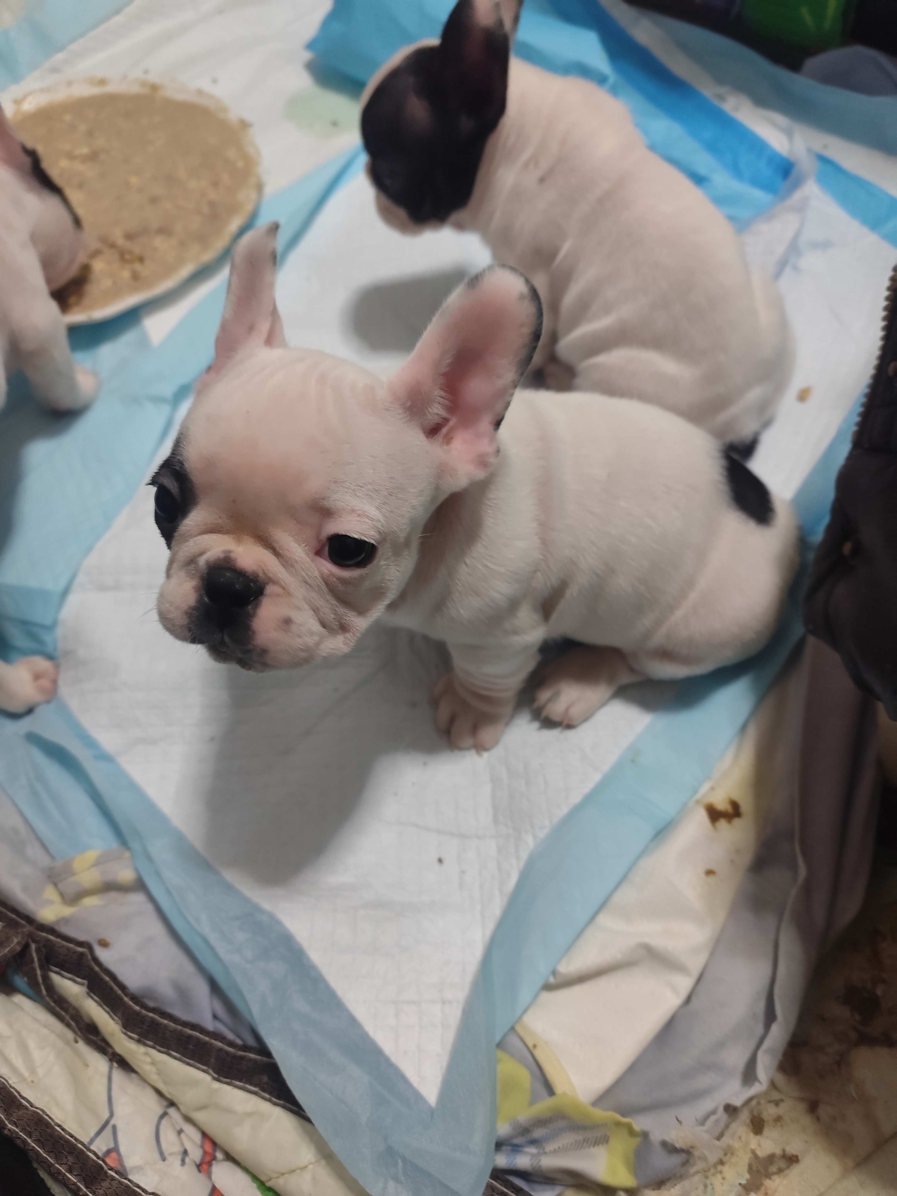 法国斗牛犬幼犬黑白花海盗眼公法斗法牛